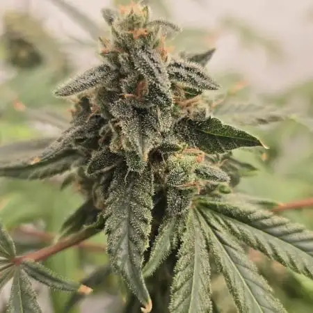 Indica Cream DWC