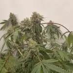 Ice Cream Haze DWC