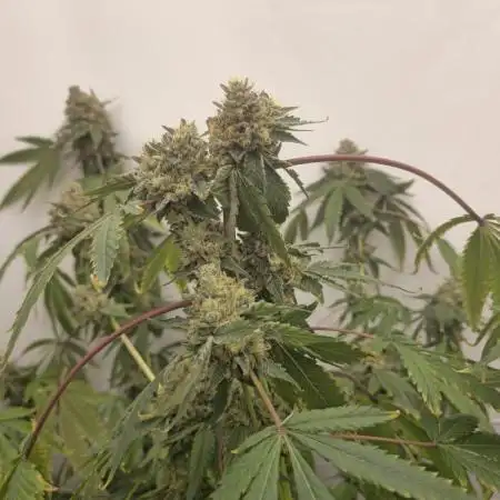 Ice Cream Haze DWC