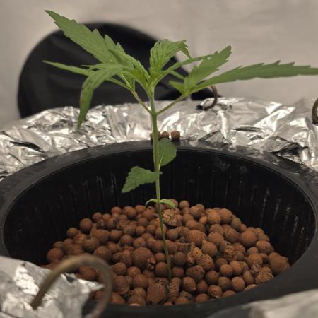 Sativa Dream DWC