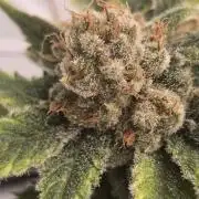Sativa Dream DWC