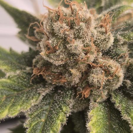 Sativa Dream DWC