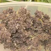 Purple Mandarine Auto DWC