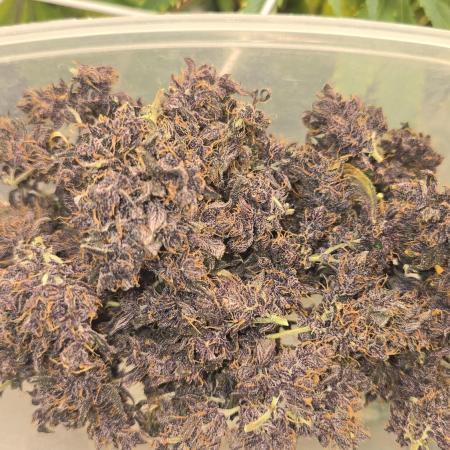 Purple Mandarine Auto DWC