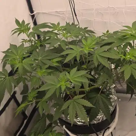 Ice Cream Haze DWC