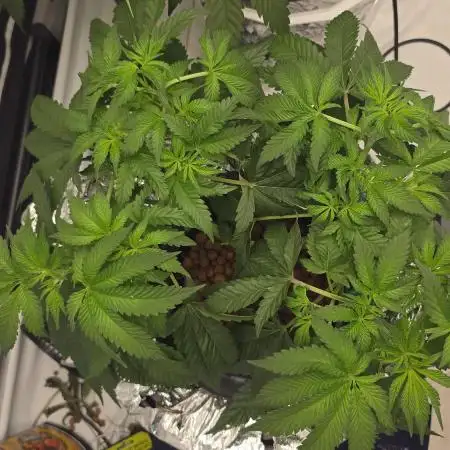 Indica Cream DWC