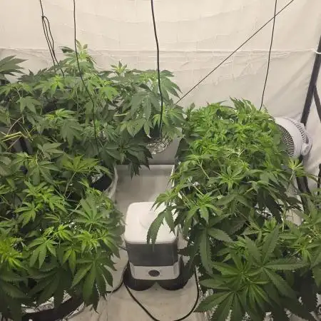 Ice Cream Haze DWC