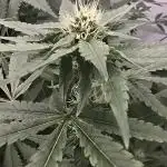 Fast Version A DWC