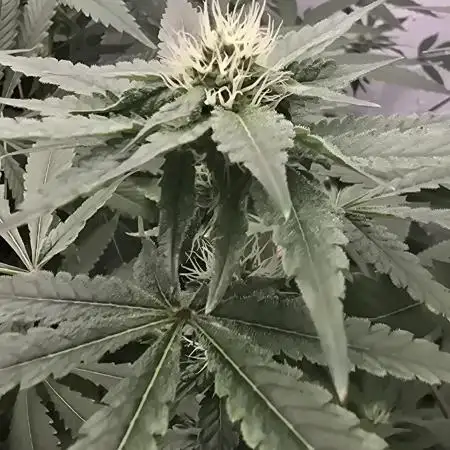 Fast Version A DWC
