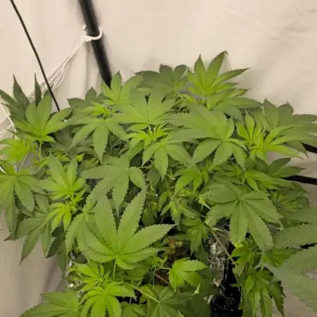 Papaya Sherbet DWC