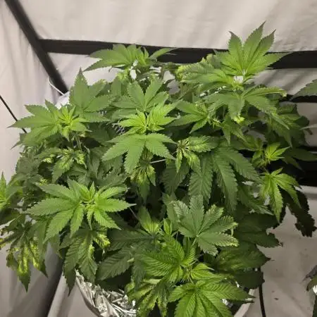 Papaya Sherbet DWC