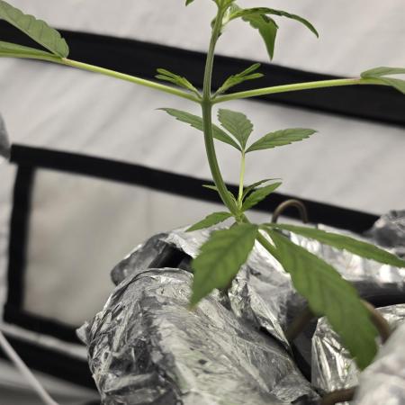 Purple Mandarine Auto DWC