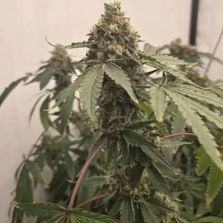 Ice Cream Haze DWC