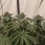 Papaya Sherbet DWC
