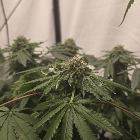 Papaya Sherbet DWC