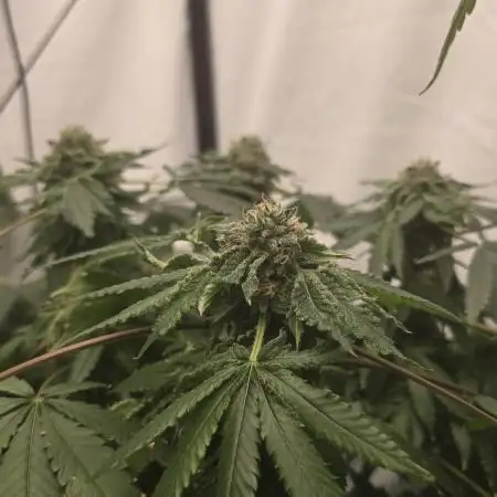 Papaya Sherbet DWC