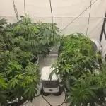 Ice Cream Haze DWC