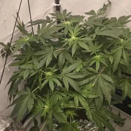 Papaya Sherbet DWC