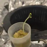 Gorilla Melon DWC