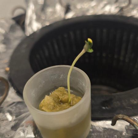 Gorilla Melon DWC