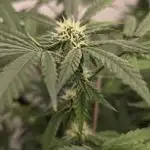 Indica Cream DWC
