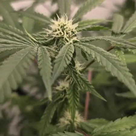 Indica Cream DWC