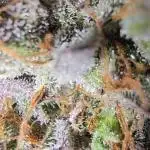 Ice Cream Haze DWC