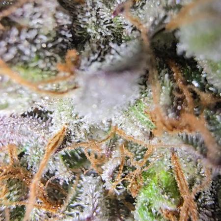 Ice Cream Haze DWC