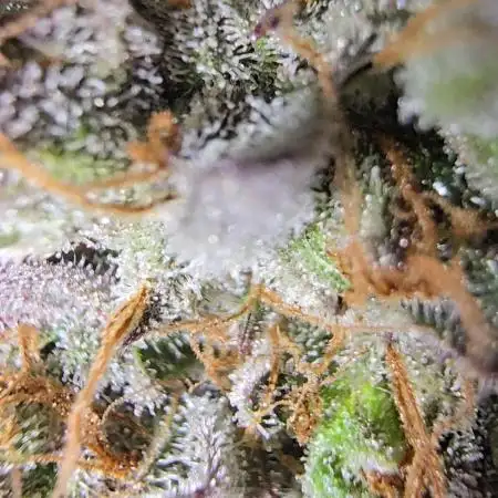 Ice Cream Haze DWC