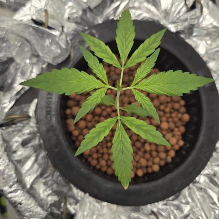 Purple Mandarine Auto DWC