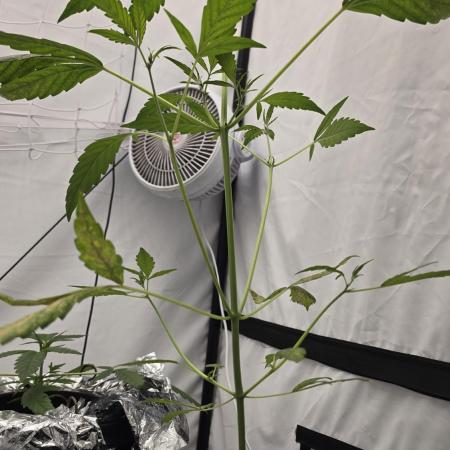 Purple Mandarine Auto DWC