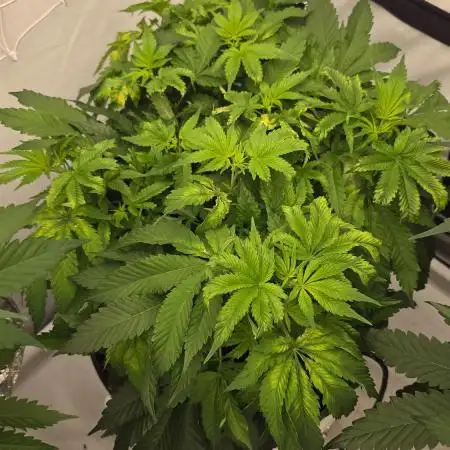 Papaya Sherbet DWC