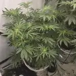 Indica Cream DWC