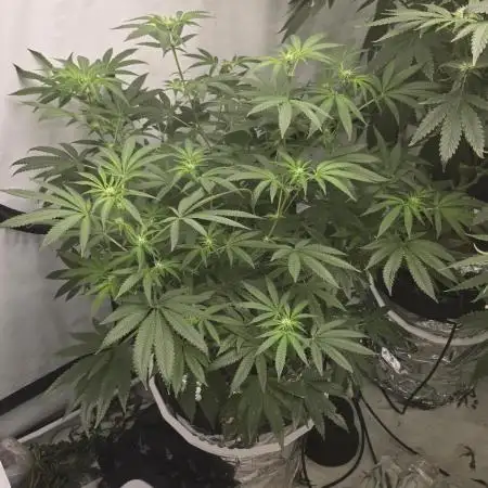 Indica Cream DWC