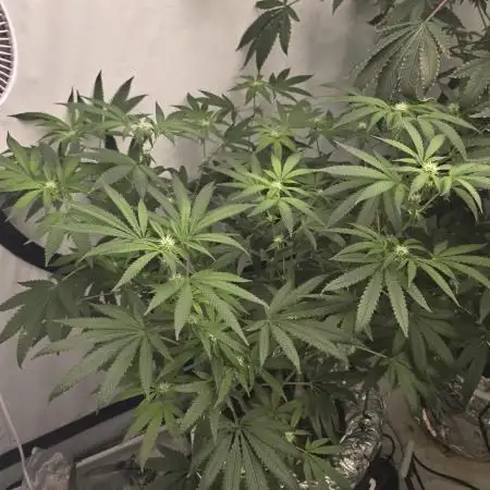 Indica Cream DWC