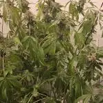 Ice Cream Haze DWC