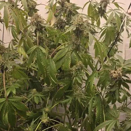 Ice Cream Haze DWC