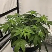Sativa Dream DWC