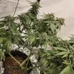 Papaya Sherbet DWC