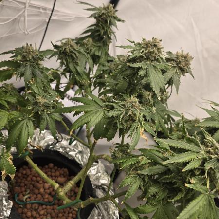 Papaya Sherbet DWC