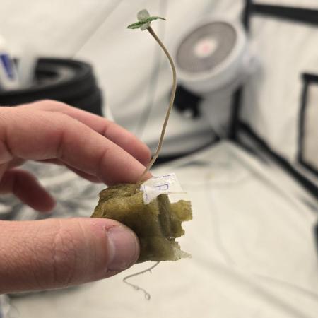 Purple Mandarine Auto DWC