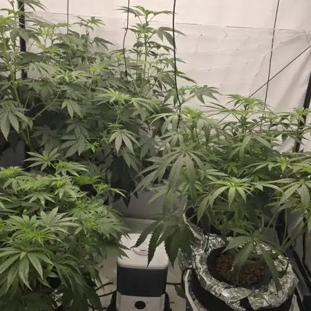 Indica Cream DWC