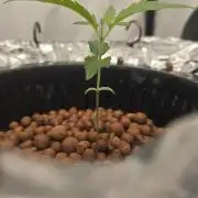 Sativa Dream DWC