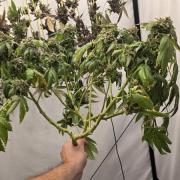 Papaya Sherbet DWC