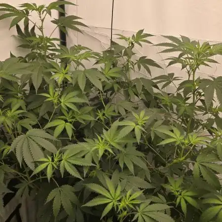 Ice Cream Haze DWC