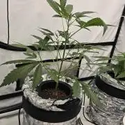 LSD-25 AUTO DWC