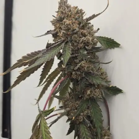 Ice Cream Haze DWC