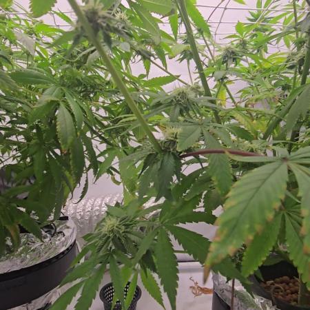 Sativa Dream DWC