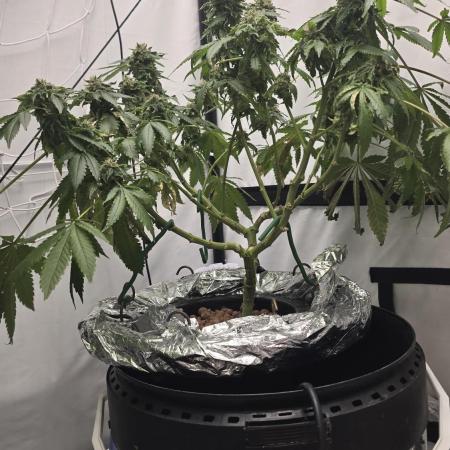 Papaya Sherbet DWC