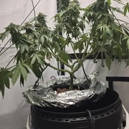 Papaya Sherbet DWC